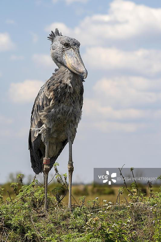 鲸头鹳，赞比亚邦韦乌卢沼泽图片素材