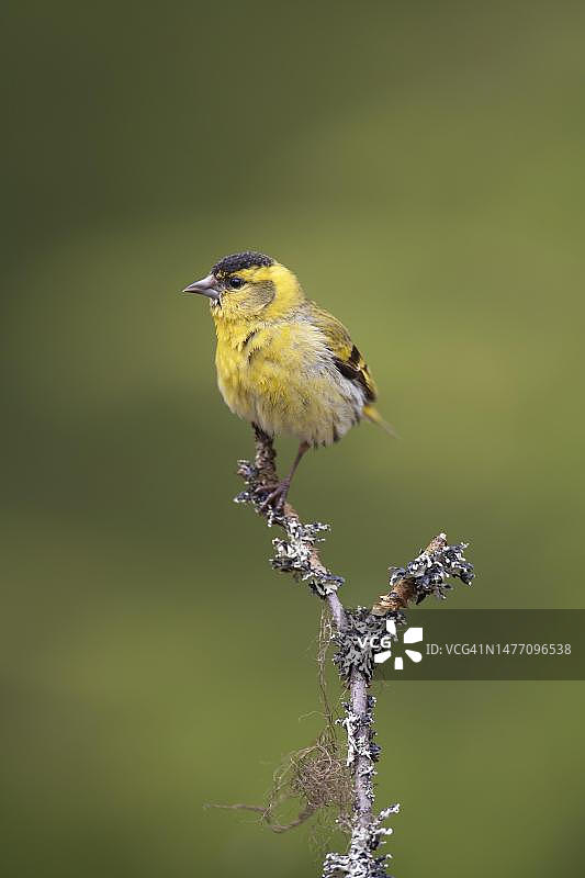 树枝上的成年金翅雀，芬兰卡累利阿苏奥穆斯萨尔米图片素材