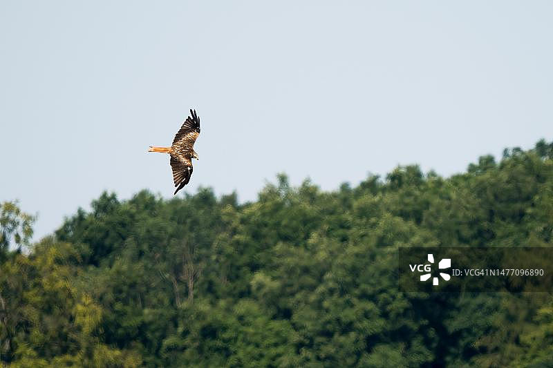 红鸢，德国，黑森州图片素材