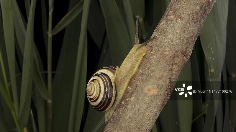 蜗牛在野生洋葱芽上爬行特写，背景为绿叶，乌克兰敖德萨图片素材