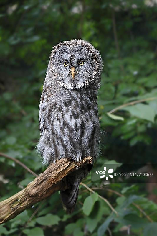 大灰猫头鹰（学名：Strix nebulosa），成年，栖息，警惕，人工饲养，德国图片素材
