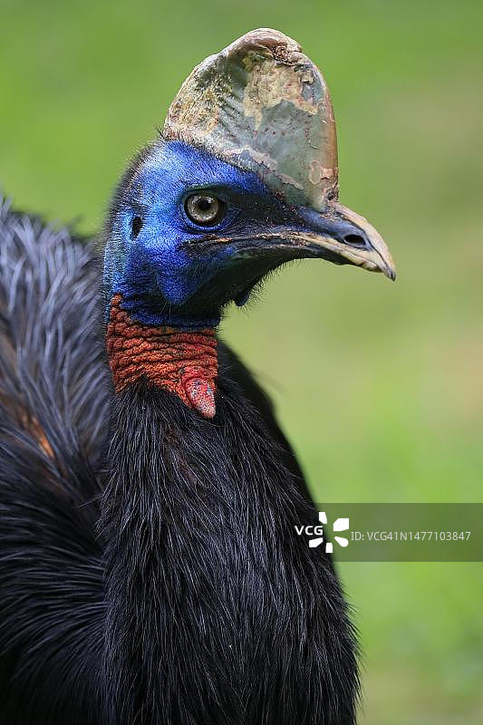 单垂鹤鸵（Casuarius unappendiculatus），成年，肖像，圈养，巴布亚新几内亚图片素材