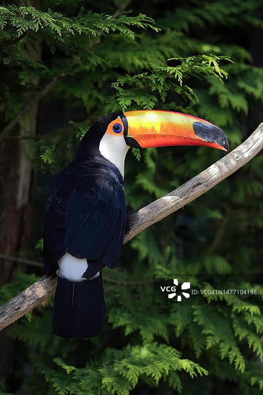 巨嘴鸟在树上（巴西）图片素材