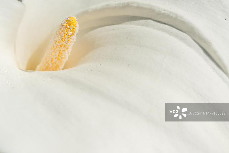 花园中开花的白色马蹄莲，法国阿尔萨斯图片素材