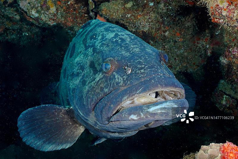 土库拉石斑鱼肖像,位于南非夸祖鲁-纳塔尔省马普塔兰海洋保护区索德瓦纳湾国家公园潜水点图片素材