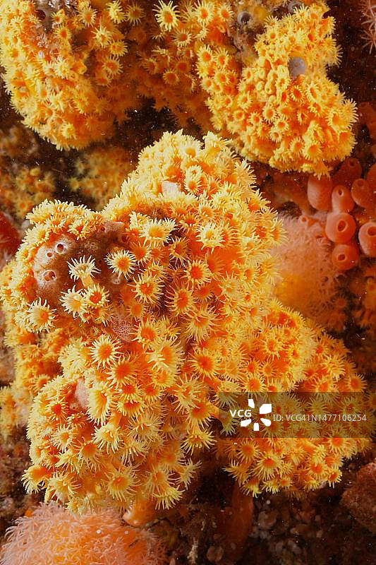 杯珊瑚(Dendrophyllia),南非夸祖鲁-纳塔尔省马盖特Protea Banks潜水点图片素材