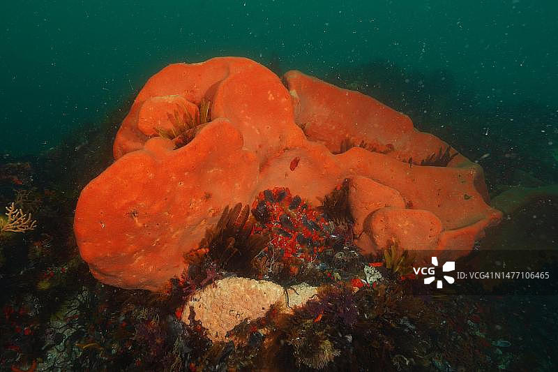 橙色墙海绵，好望角，开普敦，南非图片素材