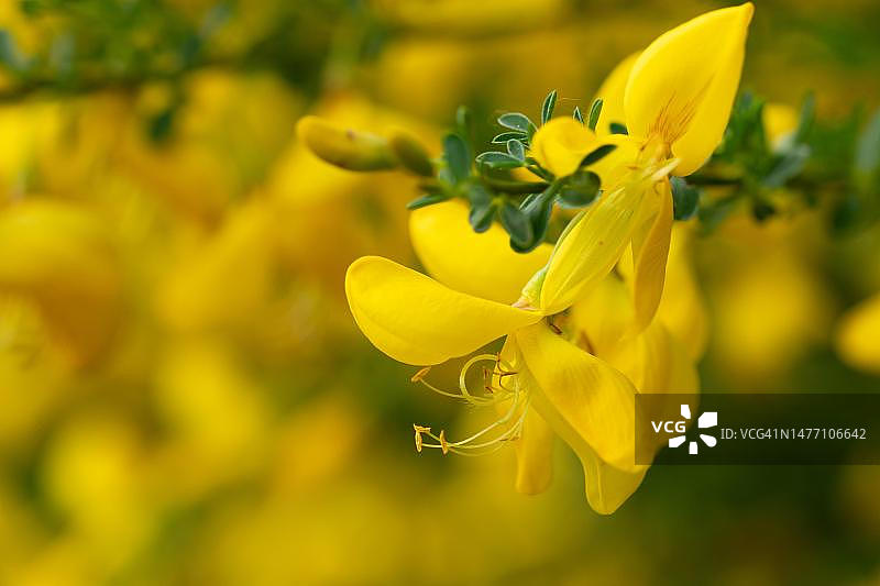 常见的金雀花（学名：Cytisus scoparius），花朵细节，德国北莱茵-威斯特伐利亚的迪尔斯福特森林自然保护区图片素材