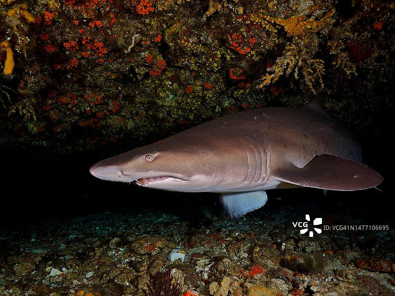 虎鲨(Carcharias taurus)洞穴,南非夸祖鲁-纳塔尔省马盖特普罗梯亚班克斯潜水点图片素材