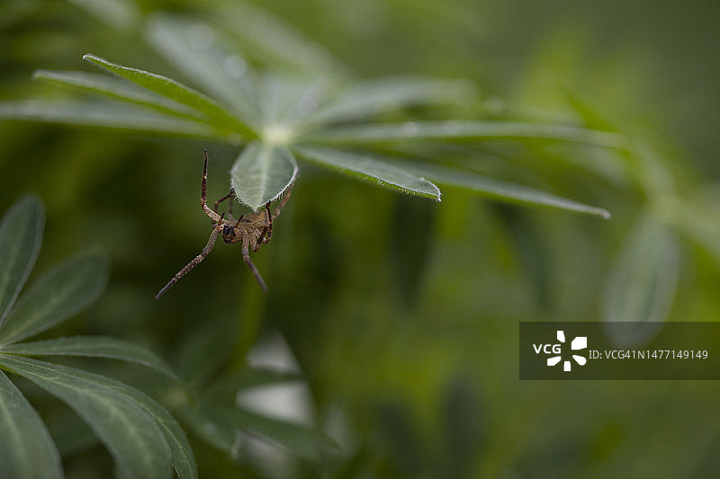 吸血鬼蜘蛛倒挂在羽扇豆叶子下图片素材