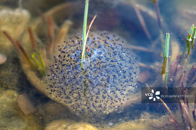 青蛙卵图片素材