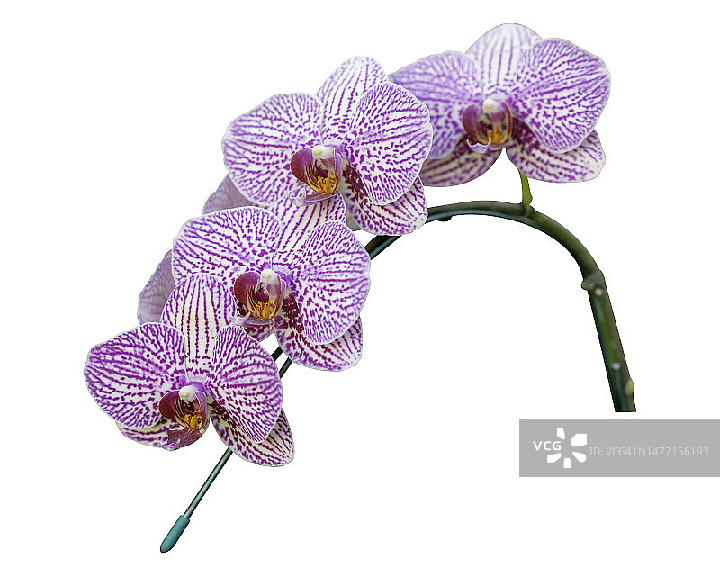 白色背景下的兰花特写，带裁剪路径图片素材