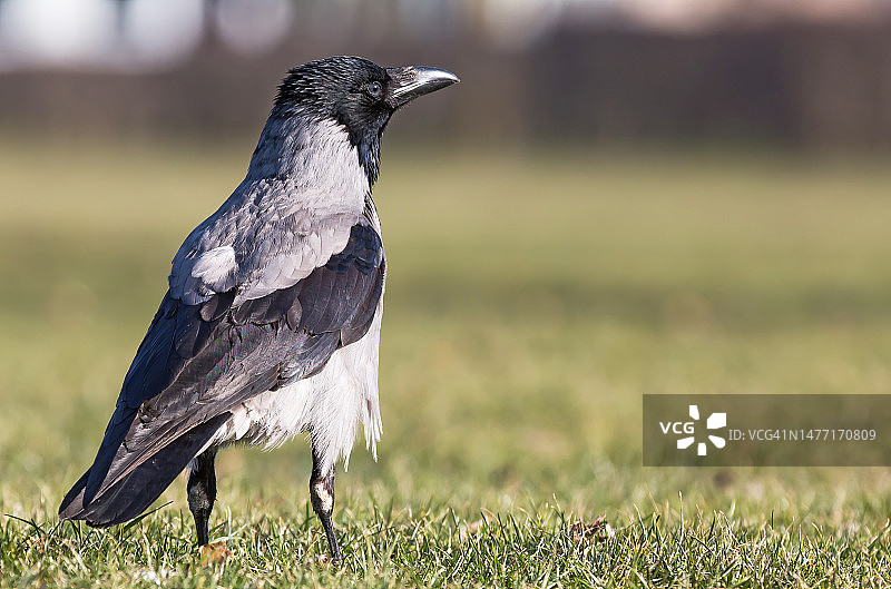 草地上的乌鸦图片素材