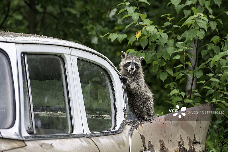 老式汽车上的浣熊图片素材