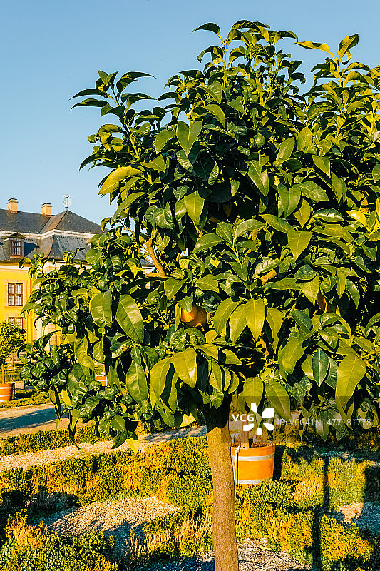 绿橘子树枝与树叶：晴天，无人图片素材
