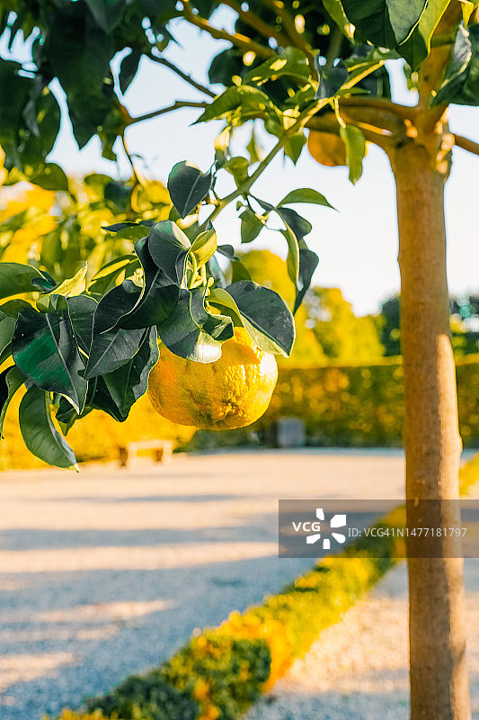 绿橘子树枝与树叶：晴天，无人图片素材
