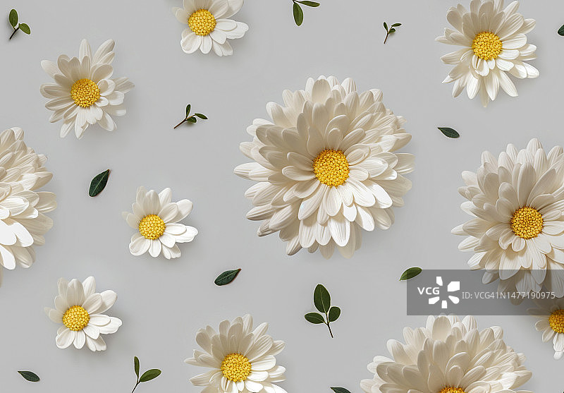 浅灰色背景上带有绿叶的各种白色雏菊，天然纹理，生态产品，美容概念图片素材