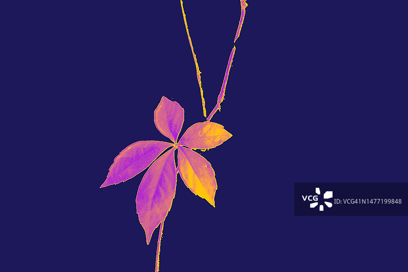 在葡萄藤上的一片颜色转换为紫色、粉色和黄色的地锦叶图片素材