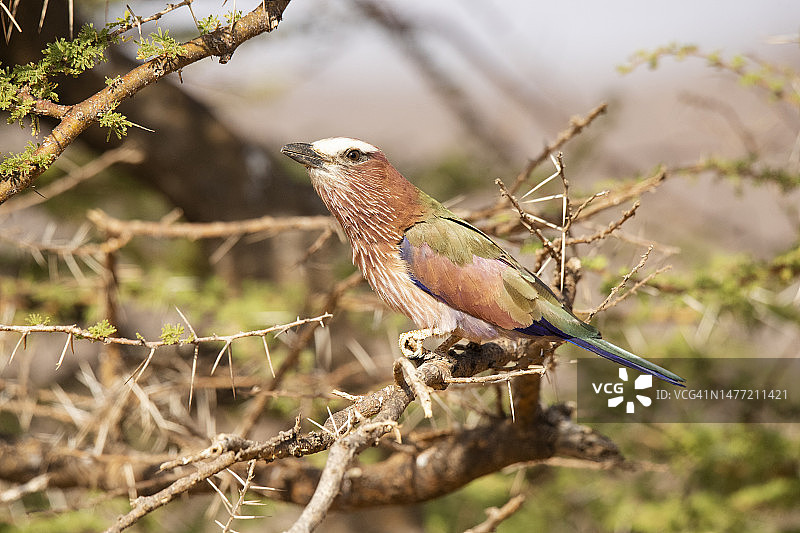 肯尼亚的红头鸦图片素材