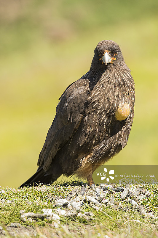 纹面卡拉鹰图片素材