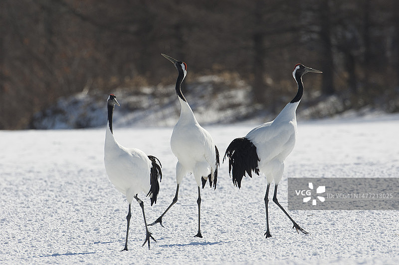 丹顶鹤图片素材