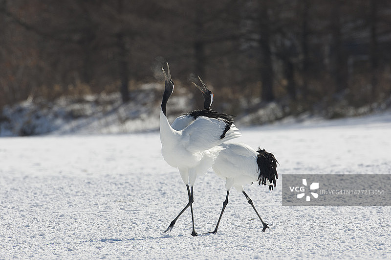 丹顶鹤图片素材
