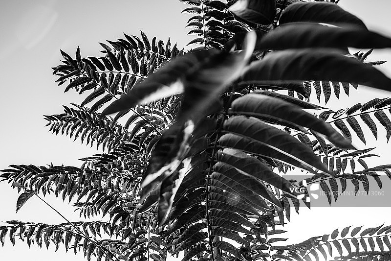 艺术、自然、中东图片素材