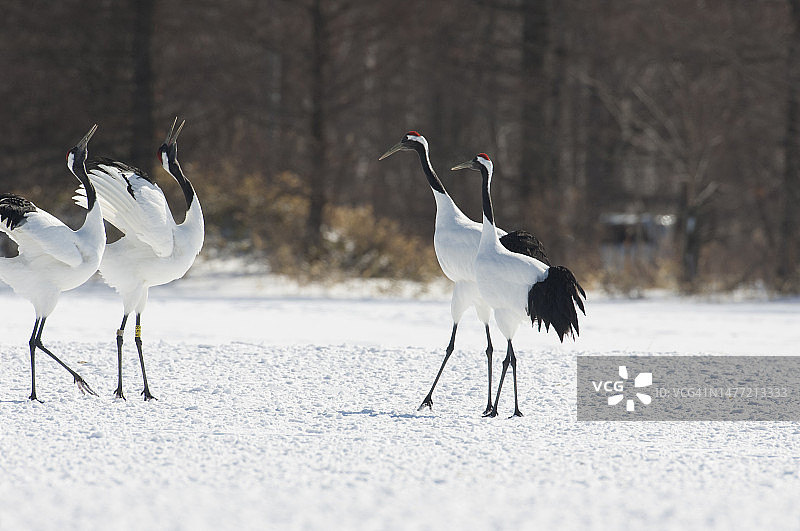丹顶鹤图片素材