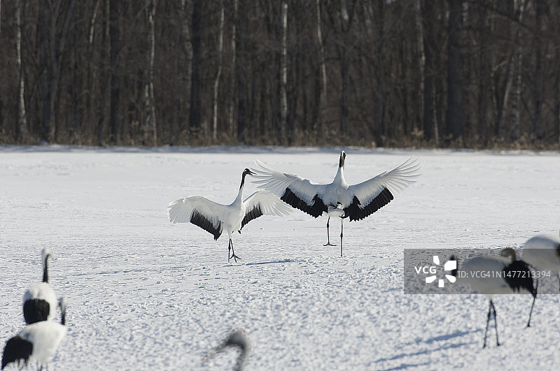 丹顶鹤图片素材