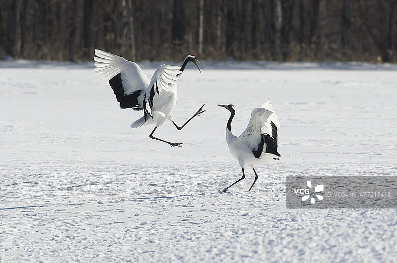 丹顶鹤图片素材
