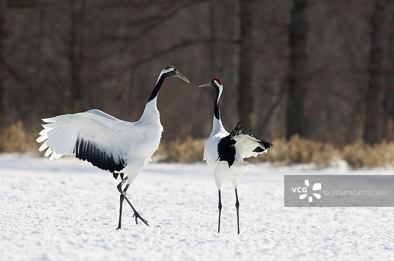 丹顶鹤图片素材