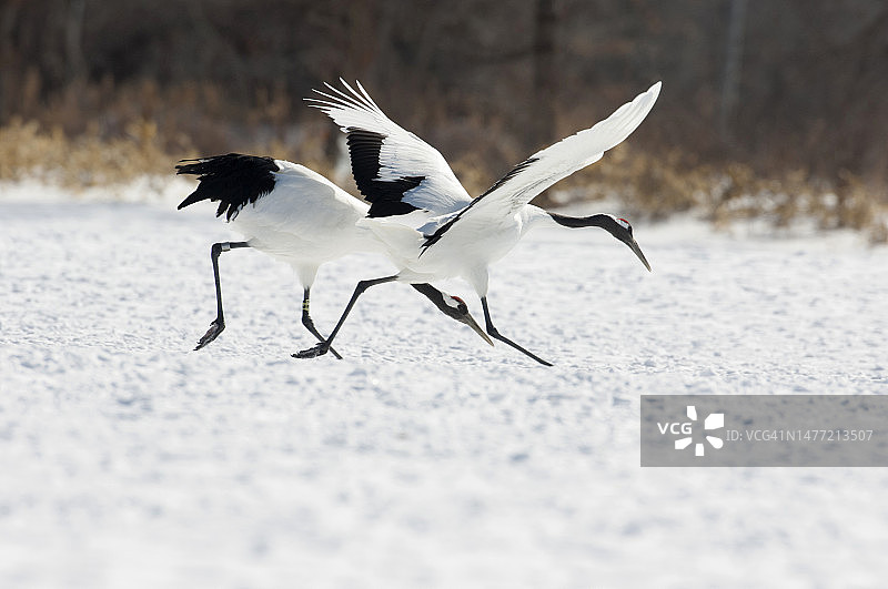 丹顶鹤图片素材