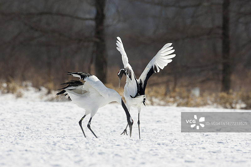 丹顶鹤图片素材