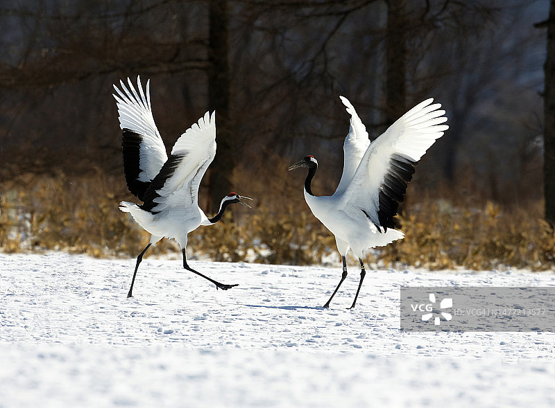 丹顶鹤图片素材