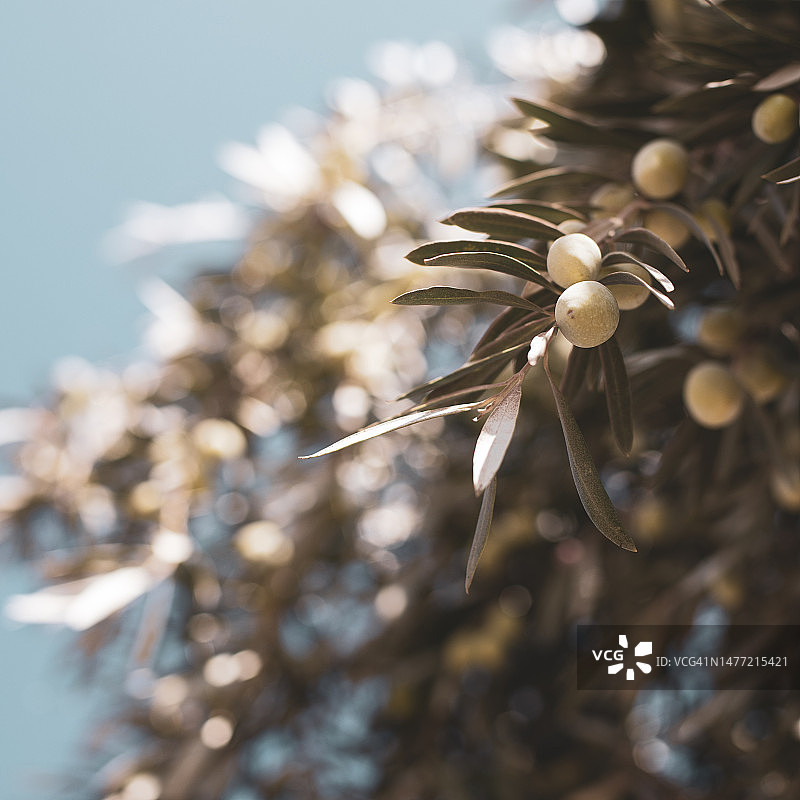 以色列橄榄图片素材