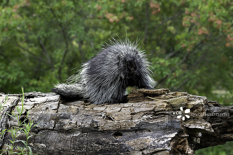 夏季树叶上的豪猪图片素材