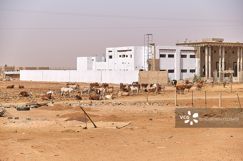 毛里塔尼亚撒哈拉沙漠村庄的艰苦生活图片素材