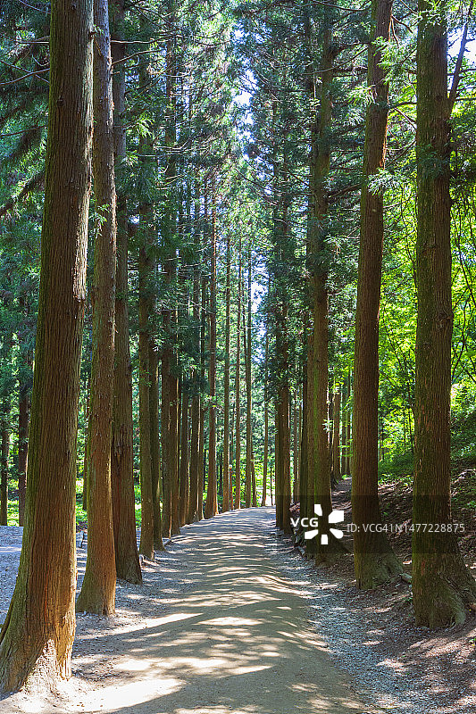 柏树林荫道图片素材
