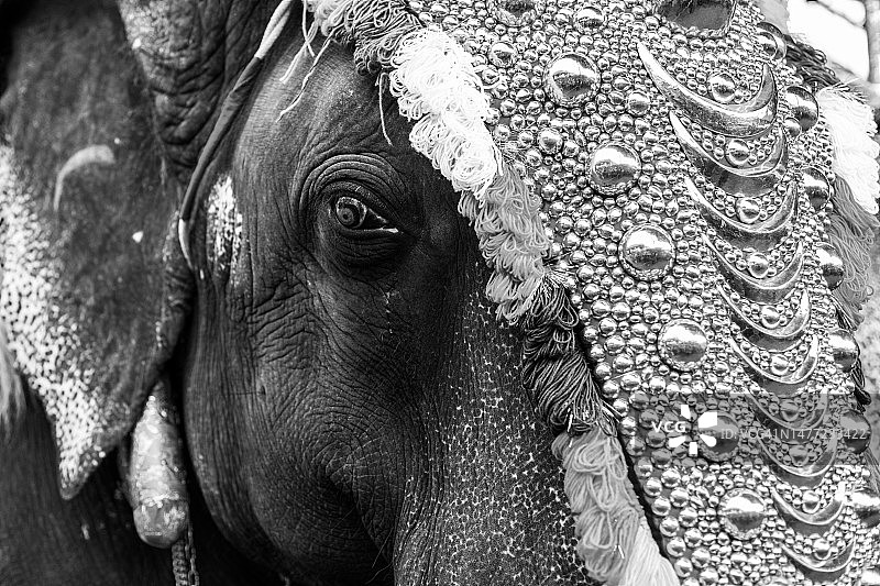 印度大象肖像图片素材