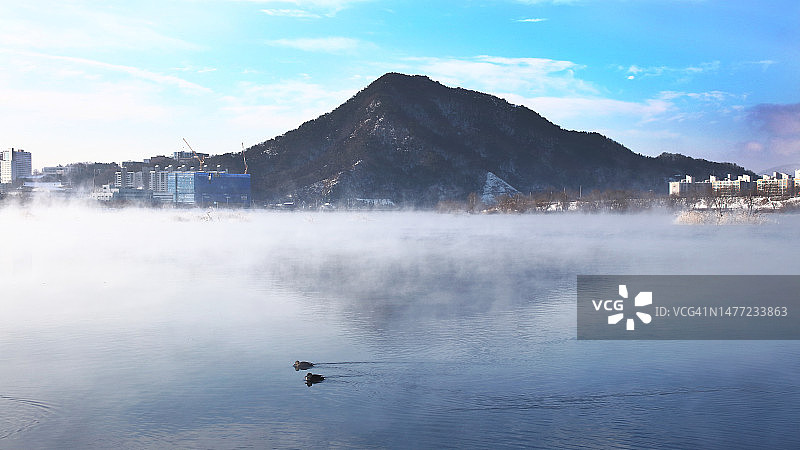 昭阳江中的野鸭图片素材