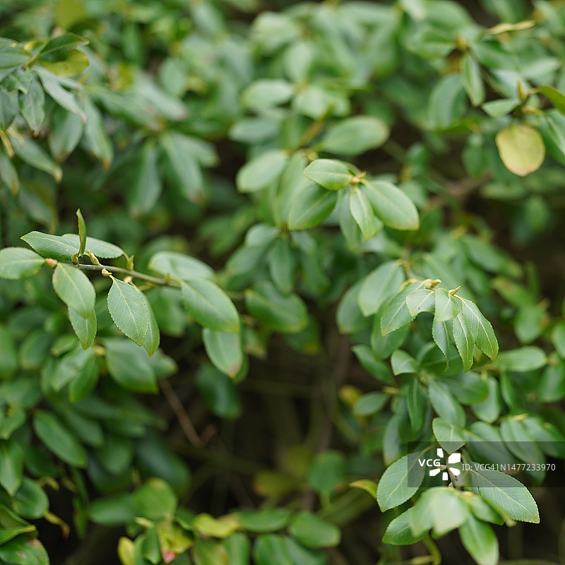 银边扶芳藤图片素材