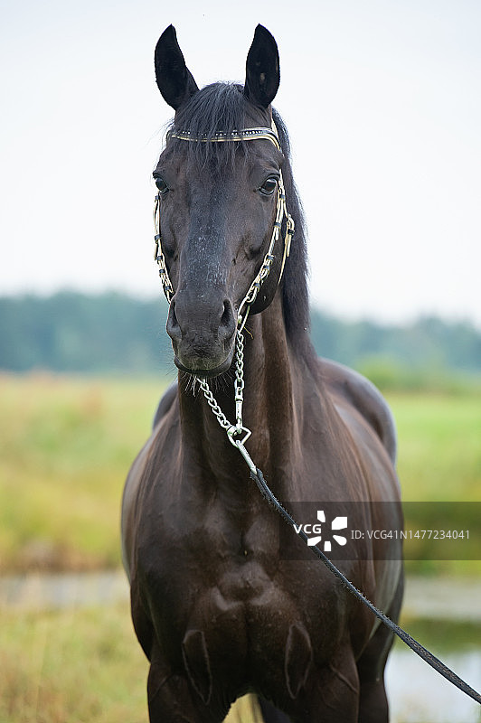 在湖边田野里摆姿势的黑色骏马肖像图片素材