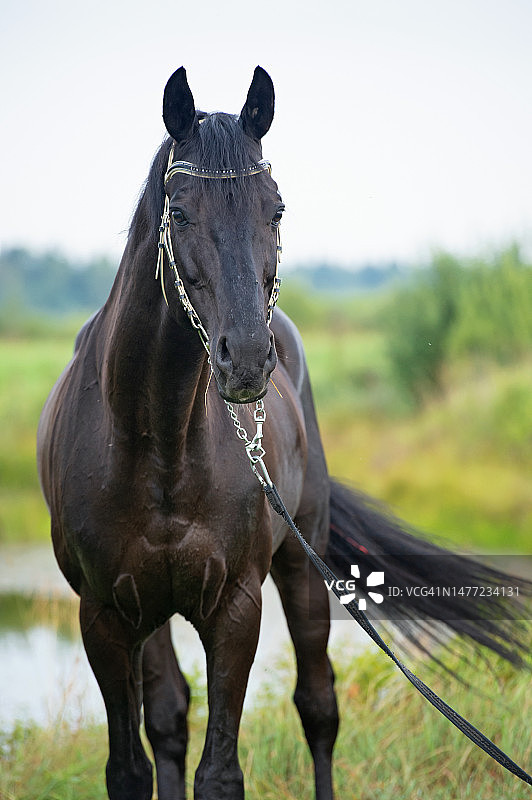 在湖边田野里摆姿势的黑色骏马肖像图片素材