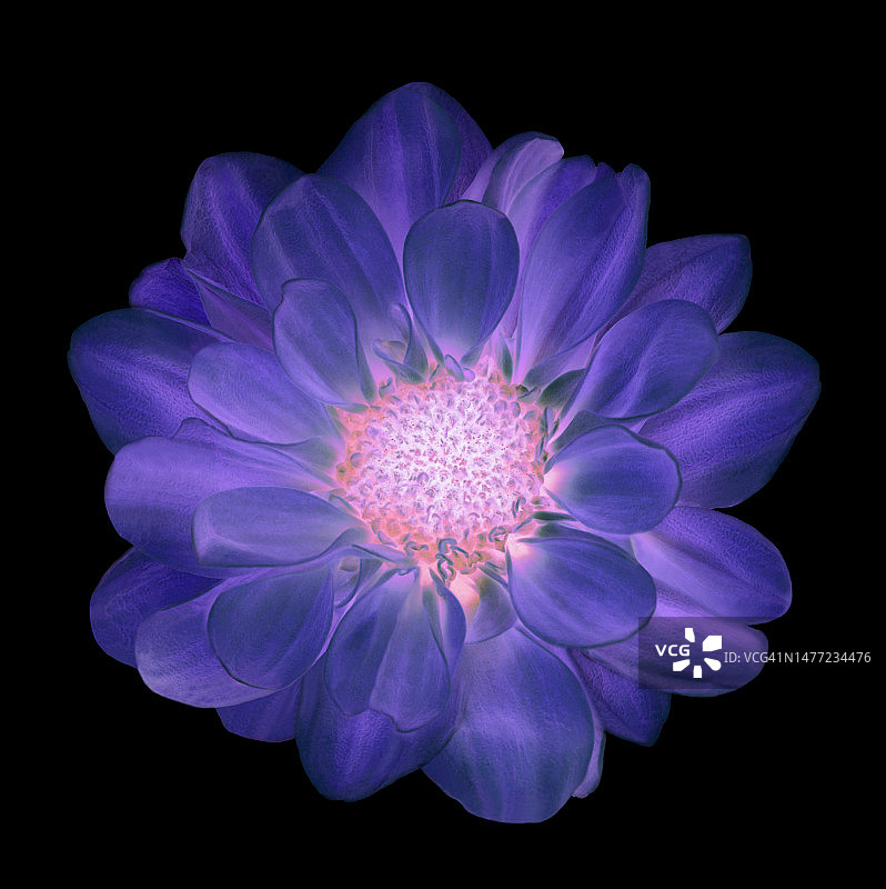 蓝紫色和粉色菊花图片素材