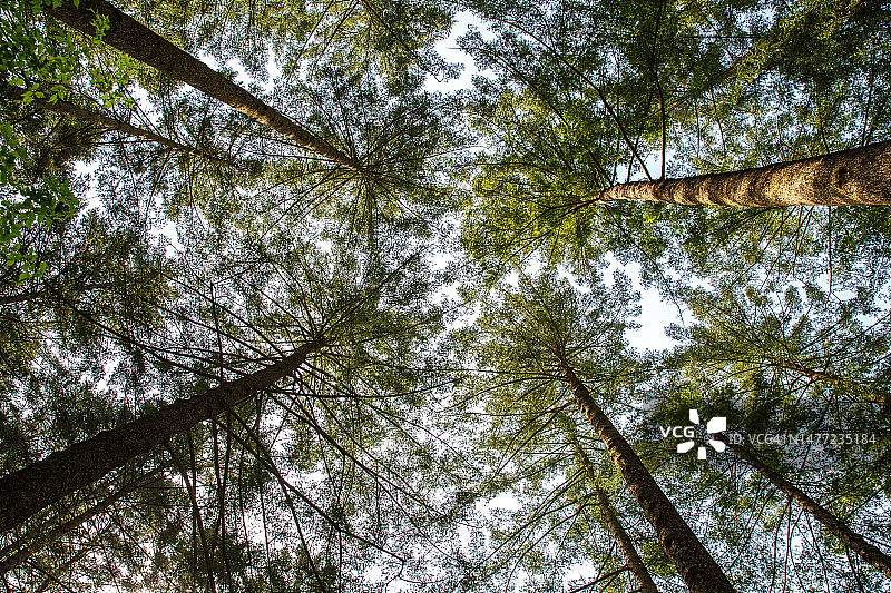 冷杉森林图片素材