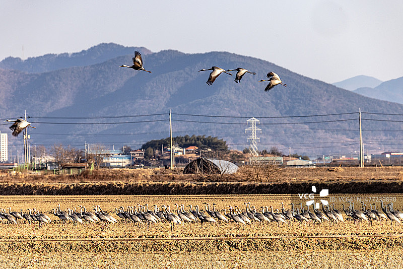 韩国昌原市注南水库白枕鹤，12月9点，义昌区冬邑月岩里图片素材
