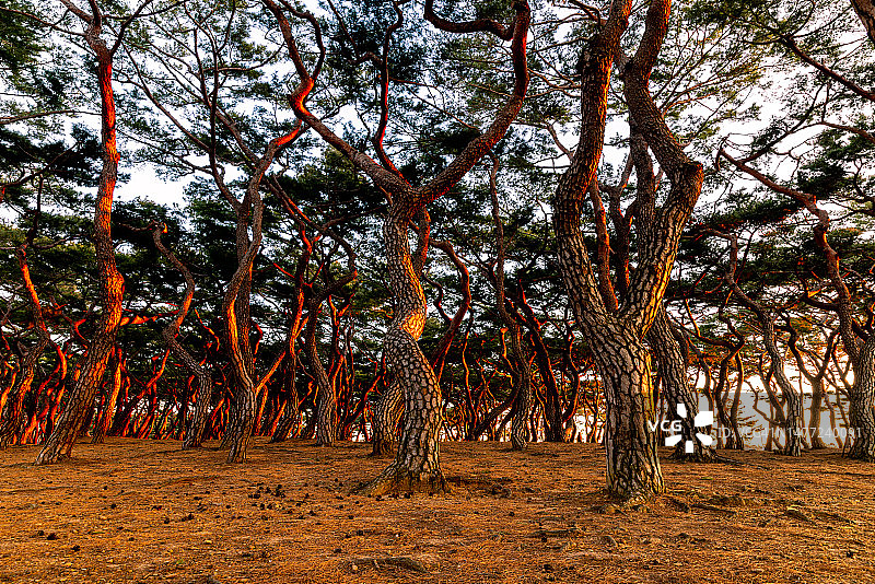庆州市兴德王墓红松景观（12月7时）图片素材