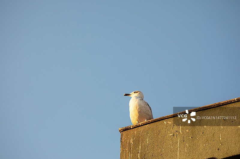 博斯普鲁斯海峡旁的小鸟图片素材