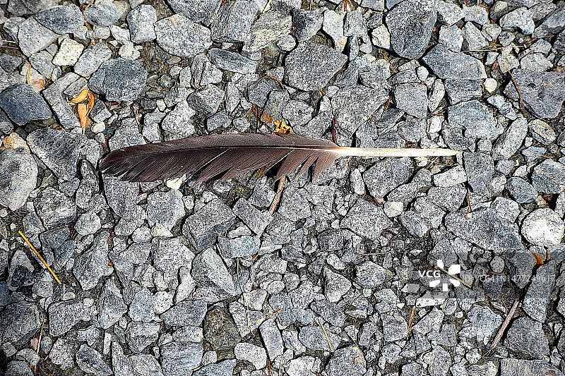 鸟羽毛图片素材