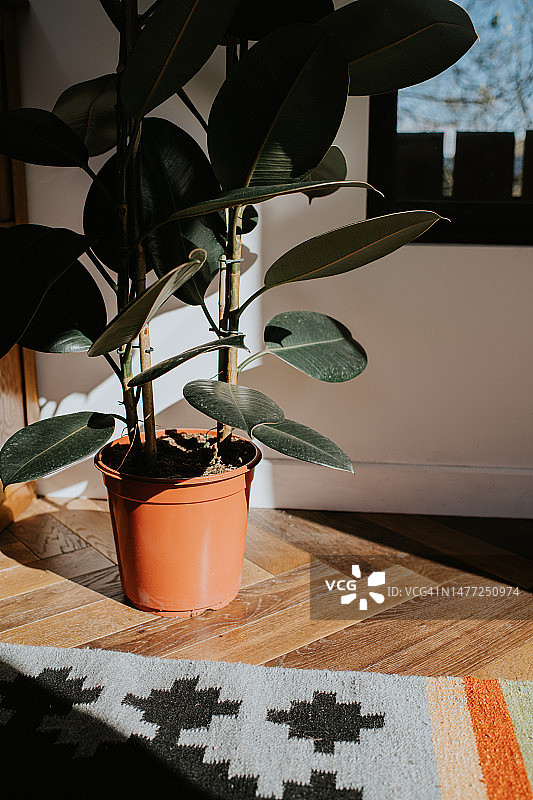 塑料花盆里的室内植物图片素材